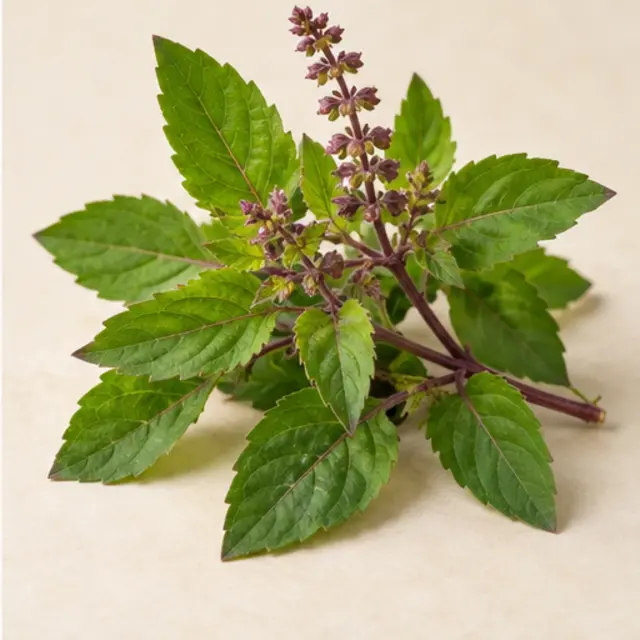 Tulsi botanical ingredient